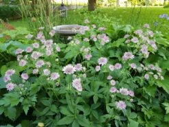 Sterndolde 'Rosea' -Günstiges Erd Seele Geschäft sterndolde rosea m061718 606421 0