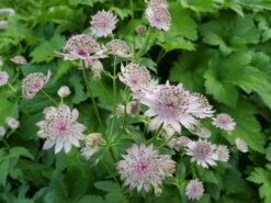 Sterndolde 'Rosea' -Günstiges Erd Seele Geschäft sterndolde rosea m061718 606421 1