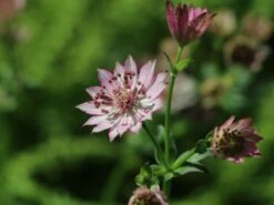 Sterndolde 'Rosea' -Günstiges Erd Seele Geschäft sterndolde rosea m061718 w 2