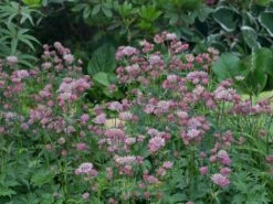 Sterndolde 'Rosea' -Günstiges Erd Seele Geschäft sterndolde rosea m061718 w 3