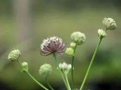 Sterndolde 'Rosea' -Günstiges Erd Seele Geschäft sterndolde rosea m061718 w 4
