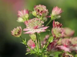 Sterndolde 'Rosea' -Günstiges Erd Seele Geschäft sterndolde rosea m061718 w 5
