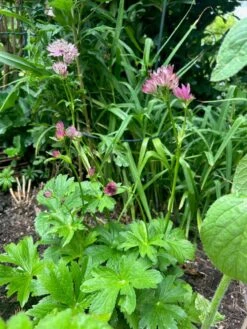 Sterndolde 'Rubra' -Günstiges Erd Seele Geschäft sterndolde rubra m077088 1472016 0
