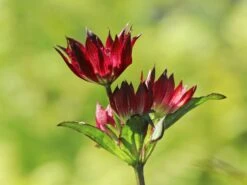 Sterndolde 'Rubra' -Günstiges Erd Seele Geschäft sterndolde rubra m077088 w 1