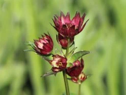Sterndolde 'Rubra' -Günstiges Erd Seele Geschäft sterndolde rubra m077088 w 3