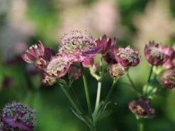 Sterndolde 'Ruby Cloud' 9 Sterndolde 'Ruby Cloud' -Günstiges Erd Seele Geschäft sterndolde ruby cloud m086590 w 0