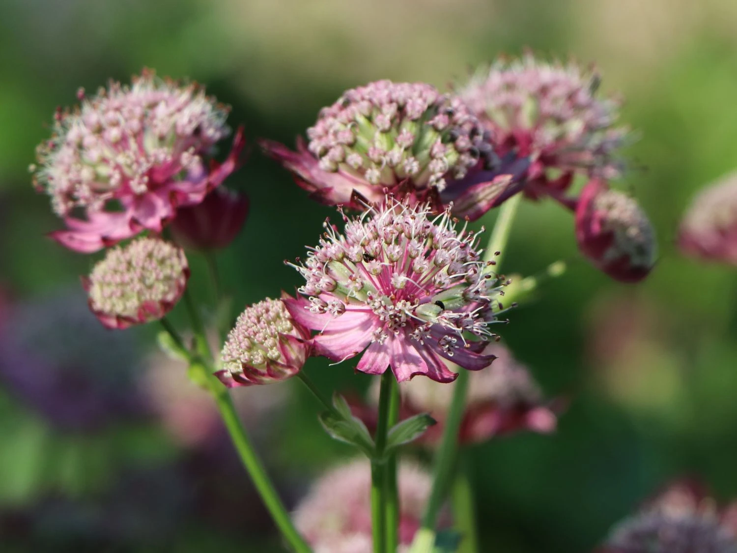 Sterndolde 'Ruby Cloud' 4 Sterndolde 'Ruby Cloud' – Bild 2