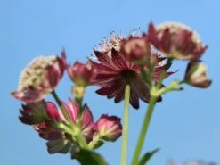Sterndolde 'Ruby Cloud' 11 Sterndolde 'Ruby Cloud' -Günstiges Erd Seele Geschäft sterndolde ruby cloud m086590 w 2