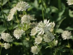 Sterndolde 'Snow Star' ® 14 Sterndolde 'Snow Star' ® -Günstiges Erd Seele Geschäft sterndolde snow star m061693 w 0