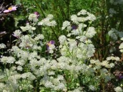 Sterndolde 'Snow Star' ® 12 Sterndolde 'Snow Star' ® -Günstiges Erd Seele Geschäft sterndolde snow star m061693 w 1