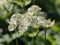 Sterndolde 'Snow Star' ® 11 Sterndolde 'Snow Star' ® -Günstiges Erd Seele Geschäft sterndolde snow star m061693 w 2