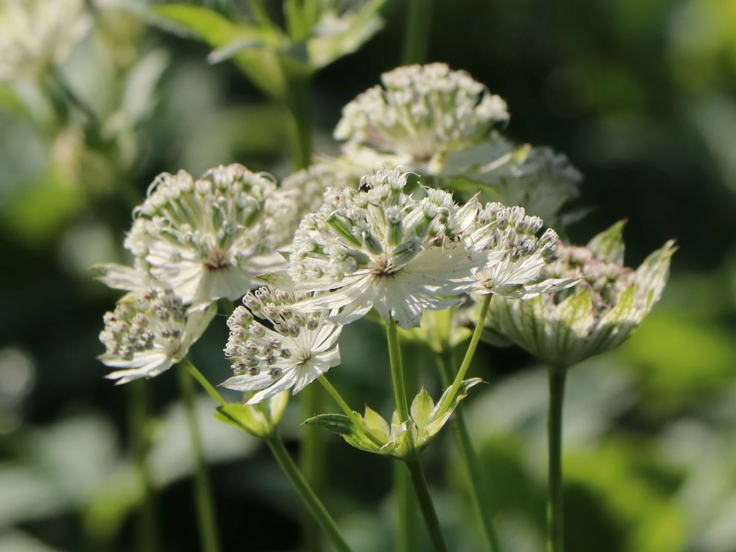 Sterndolde 'Snow Star' ® 5 Sterndolde 'Snow Star' ® – Bild 3