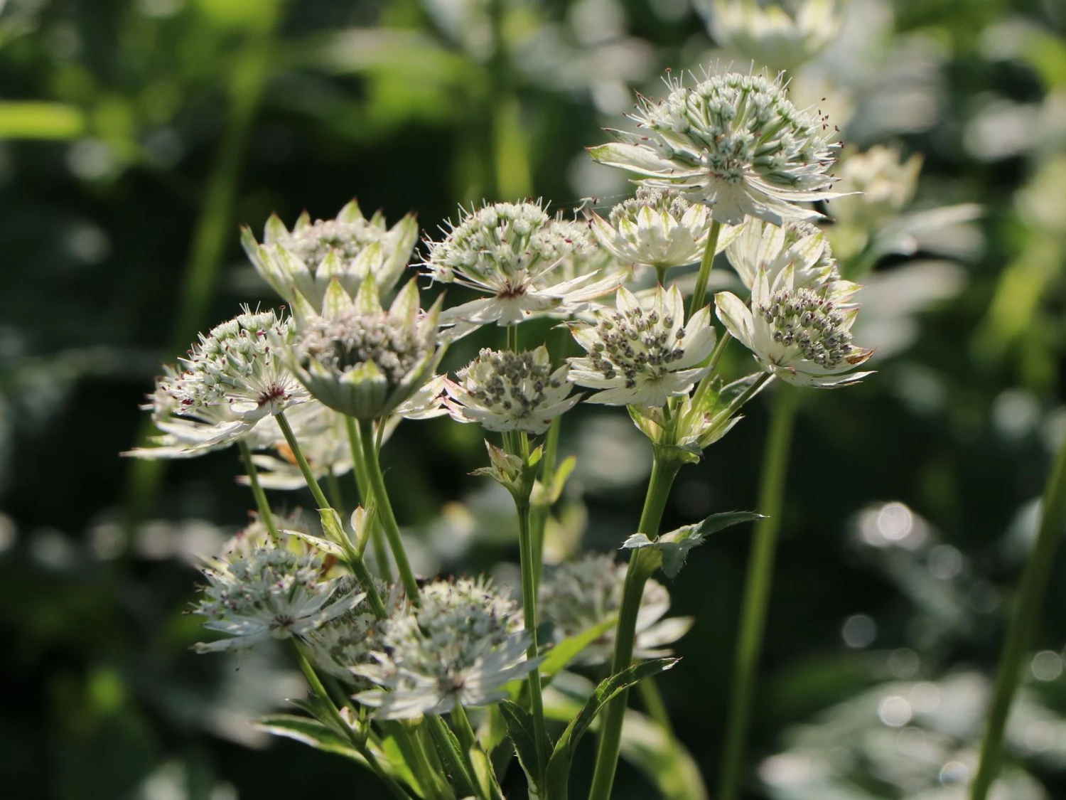 Sterndolde 'Snow Star' ® 4 Sterndolde 'Snow Star' ® – Bild 2