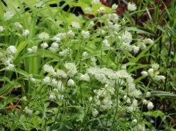 Sterndolde 'Snow Star' ® 15 Sterndolde 'Snow Star' ® -Günstiges Erd Seele Geschäft sterndolde snow star m061693 w 4