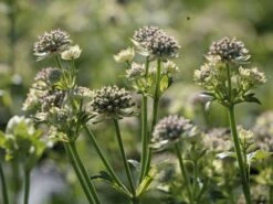 Sterndolde 'Star Of Billion' ® -Günstiges Erd Seele Geschäft sterndolde star of billion m061700 w 0