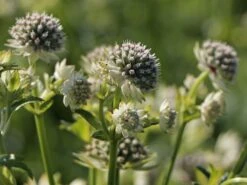 Sterndolde 'Star Of Billion' ® -Günstiges Erd Seele Geschäft sterndolde star of billion m061700 w 1