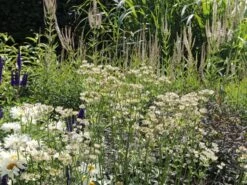 Sterndolde 'Star Of Billion' ® -Günstiges Erd Seele Geschäft sterndolde star of billion m061700 w 2