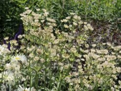 Sterndolde 'Star Of Billion' ® -Günstiges Erd Seele Geschäft sterndolde star of billion m061700 w 3