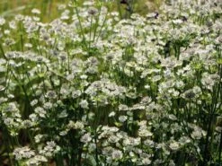 Sterndolde 'Star Of Billion' ® -Günstiges Erd Seele Geschäft sterndolde star of billion m061700 w 4