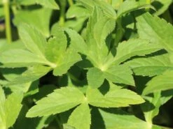 Sterndolde 'Venice' ® 13 Sterndolde 'Venice' ® -Günstiges Erd Seele Geschäft sterndolde venice m061712 w 0