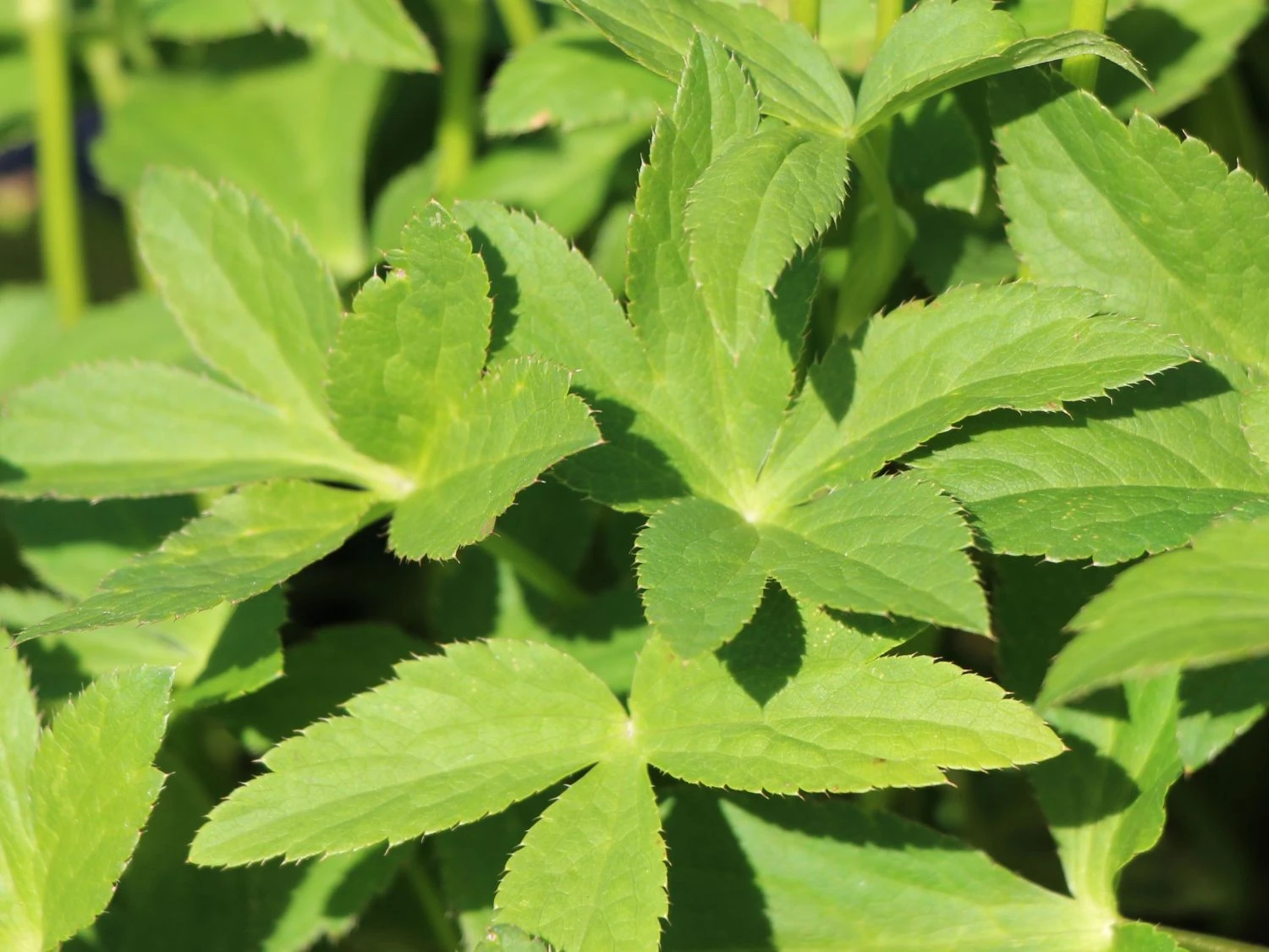 Sterndolde 'Venice' ® 7 Sterndolde 'Venice' ® – Bild 5