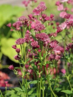 Sterndolde 'Venice' ® 14 Sterndolde 'Venice' ® -Günstiges Erd Seele Geschäft sterndolde venice m061712 w 1