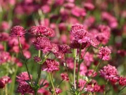 Sterndolde 'Venice' ® 15 Sterndolde 'Venice' ® -Günstiges Erd Seele Geschäft sterndolde venice m061712 w 2