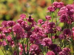 Sterndolde 'Venice' ® 11 Sterndolde 'Venice' ® -Günstiges Erd Seele Geschäft sterndolde venice m061712 w 3