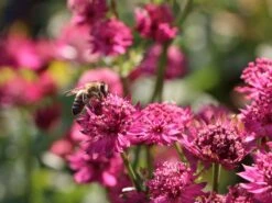 Sterndolde 'Venice' ® 10 Sterndolde 'Venice' ® -Günstiges Erd Seele Geschäft sterndolde venice m061712 w 4