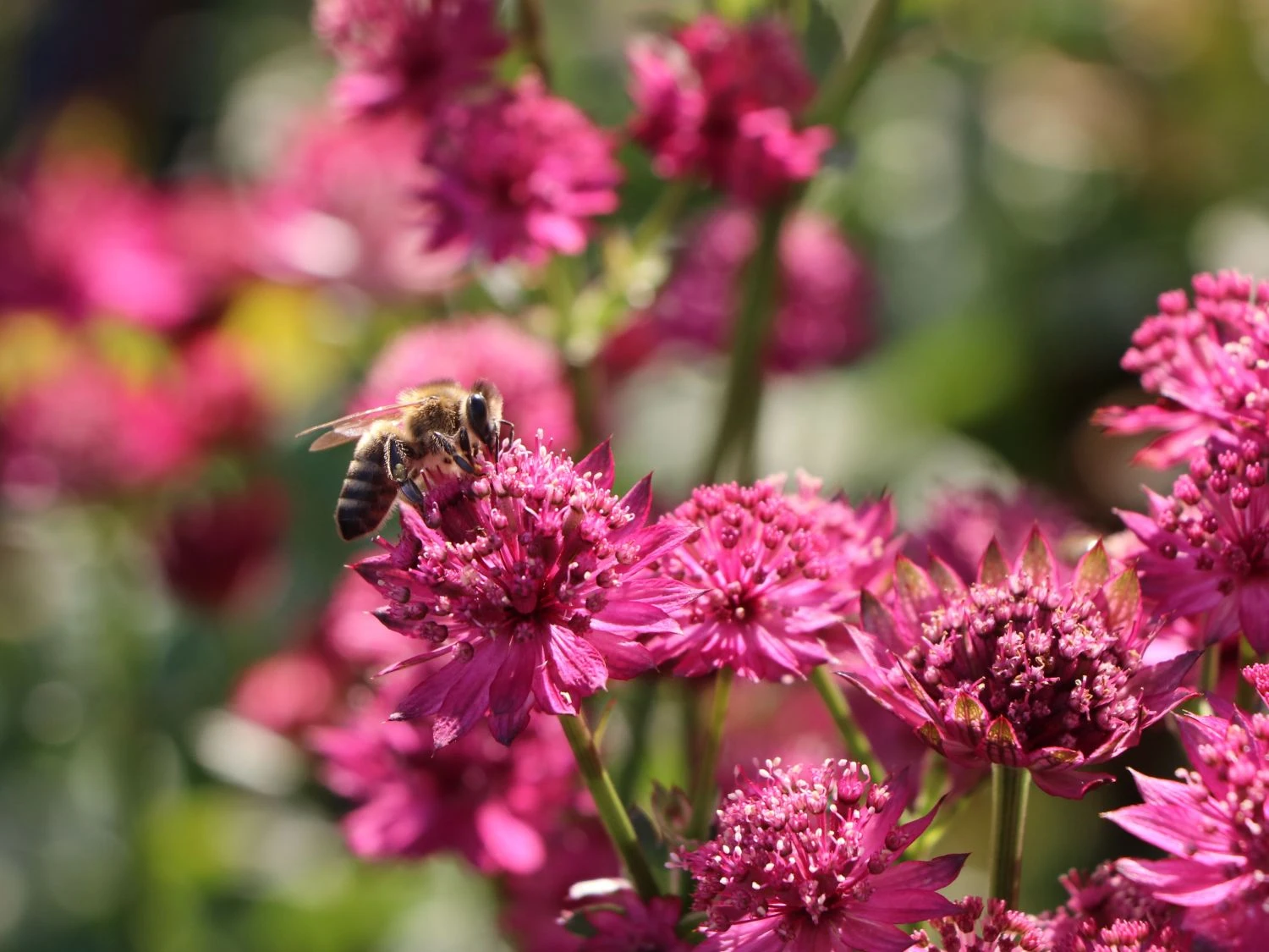 Sterndolde 'Venice' ® 4 Sterndolde 'Venice' ® – Bild 2