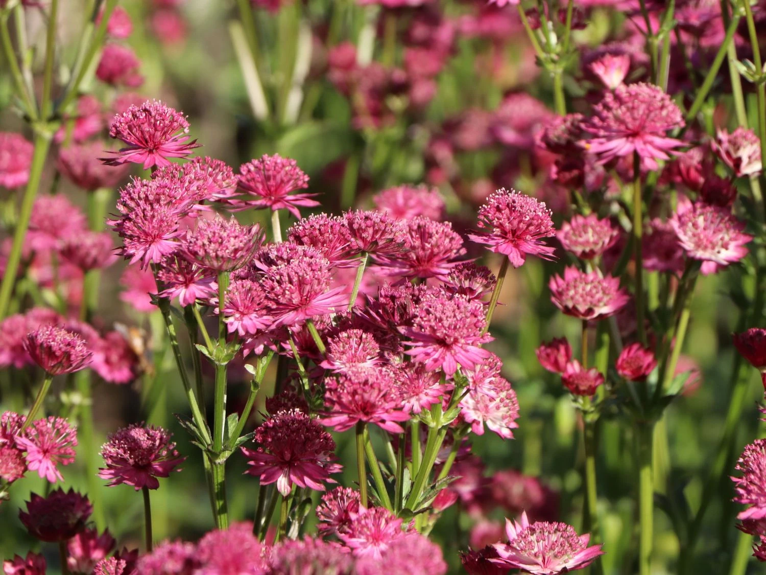 Sterndolde 'Venice' ® 6 Sterndolde 'Venice' ® – Bild 4