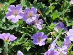 Storchschnabel 'Azure Rush' ® -Günstiges Erd Seele Geschäft storchschnabel azure rush m076852 w 0