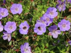 Storchschnabel 'Azure Rush' ® -Günstiges Erd Seele Geschäft storchschnabel azure rush m076852 w 3