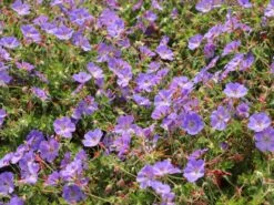 Storchschnabel 'Azure Rush' ® -Günstiges Erd Seele Geschäft storchschnabel azure rush m076852 w 4