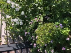 Storchschnabel 'Dreamland' -Günstiges Erd Seele Geschäft storchschnabel dreamland m102102 861368 0