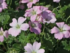 Storchschnabel 'Dreamland' -Günstiges Erd Seele Geschäft storchschnabel dreamland m102102 w 0