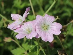 Storchschnabel 'Dreamland' -Günstiges Erd Seele Geschäft storchschnabel dreamland m102102 w 1