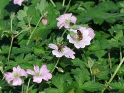 Storchschnabel 'Dreamland' -Günstiges Erd Seele Geschäft storchschnabel dreamland m102102 w 2