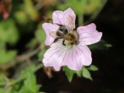 Storchschnabel 'Dreamland' -Günstiges Erd Seele Geschäft storchschnabel dreamland m102102 w 3