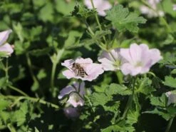 Storchschnabel 'Dreamland' -Günstiges Erd Seele Geschäft storchschnabel dreamland m102102 w 5