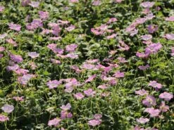 Storchschnabel 'Dreamland' -Günstiges Erd Seele Geschäft storchschnabel dreamland m102102 w 6