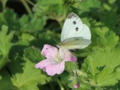 Storchschnabel 'Dreamland' -Günstiges Erd Seele Geschäft storchschnabel dreamland m102102 w 8