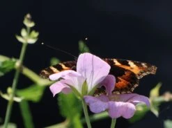 Storchschnabel 'Dreamland' -Günstiges Erd Seele Geschäft storchschnabel dreamland m102102 w 9