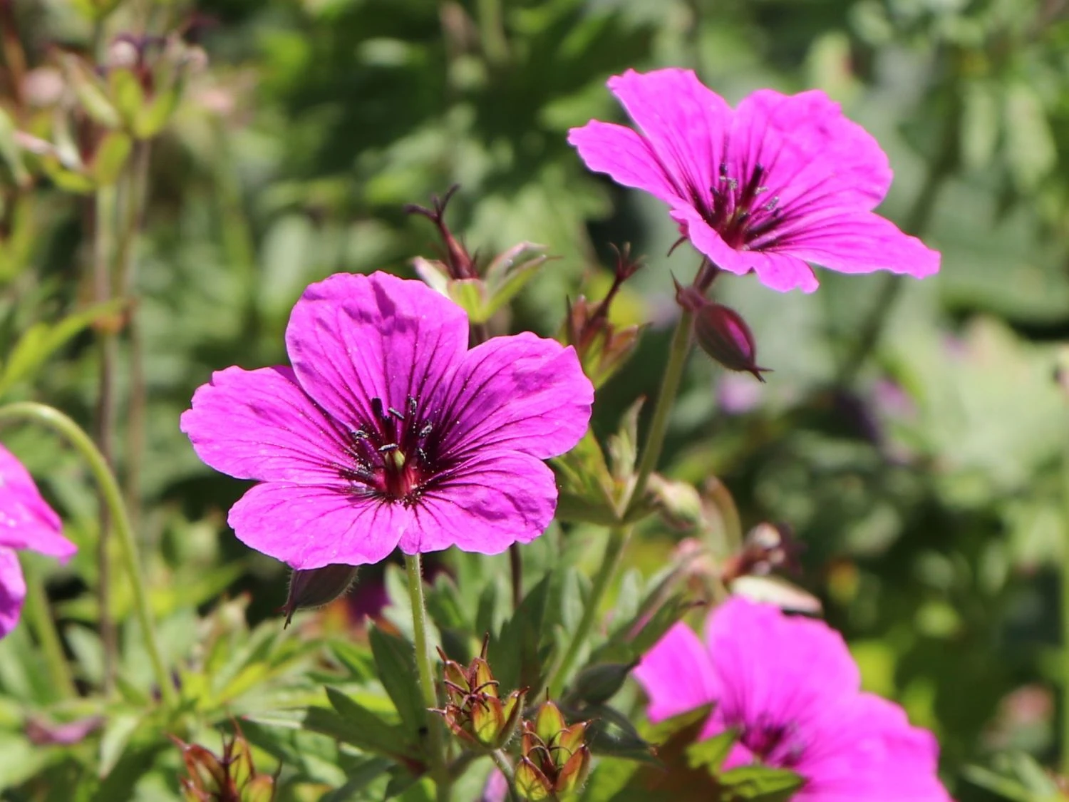 Storchschnabel 'JS Matu Vu' 7 Storchschnabel 'JS Matu Vu' – Bild 5