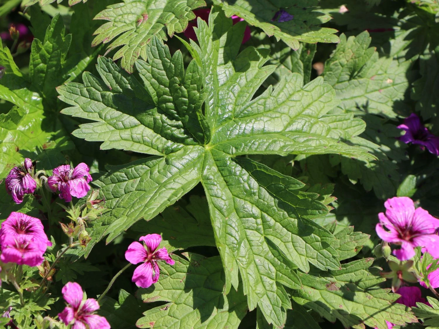 Storchschnabel 'JS Matu Vu' 6 Storchschnabel 'JS Matu Vu' – Bild 4