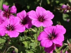 Storchschnabel 'JS Matu Vu' 18 Storchschnabel 'JS Matu Vu' -Günstiges Erd Seele Geschäft storchschnabel js matu vu m099380 w 2