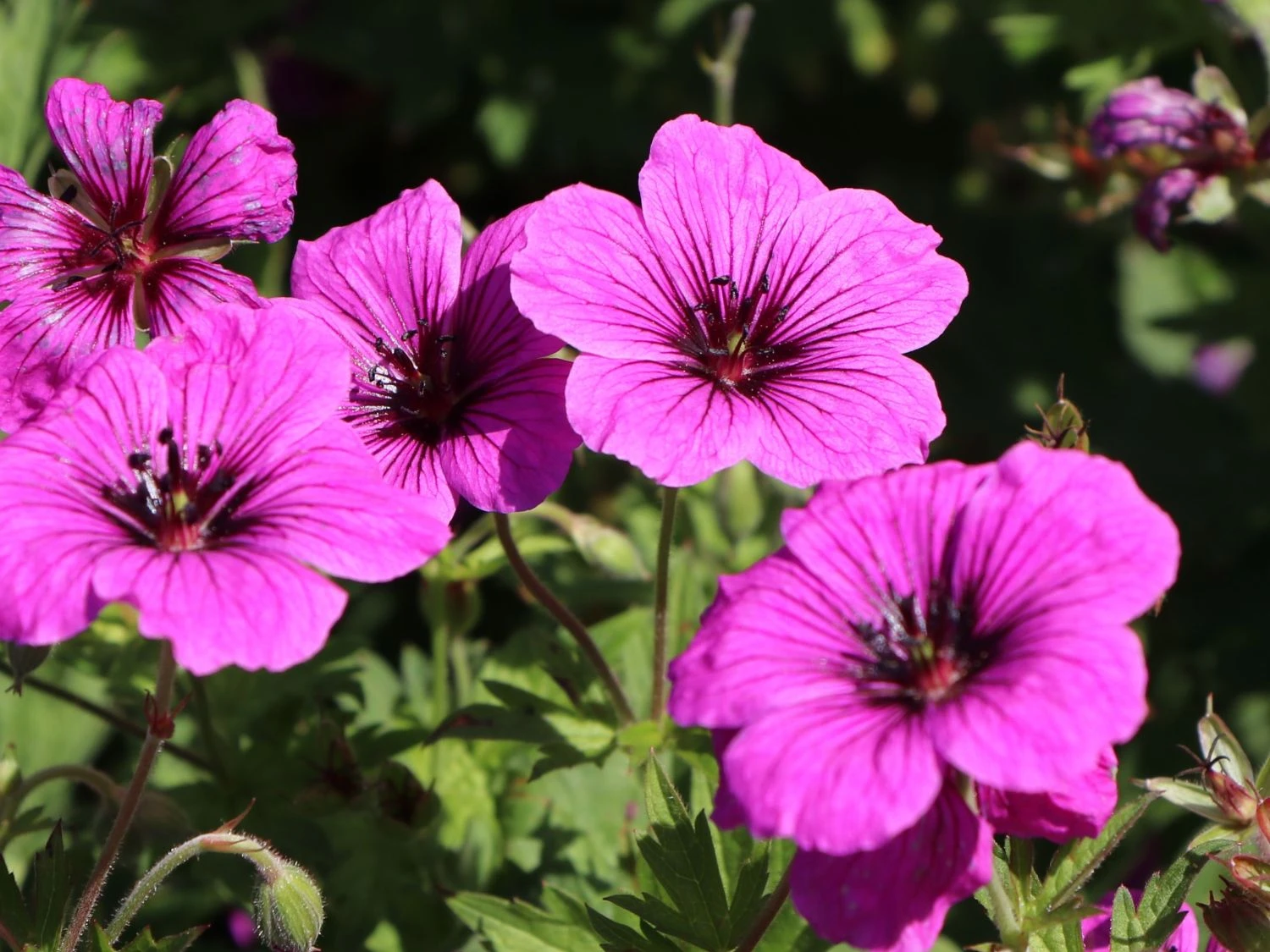 Storchschnabel 'JS Matu Vu' 9 Storchschnabel 'JS Matu Vu' – Bild 7