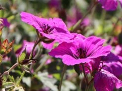 Storchschnabel 'JS Matu Vu' 19 Storchschnabel 'JS Matu Vu' -Günstiges Erd Seele Geschäft storchschnabel js matu vu m099380 w 4