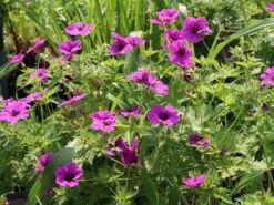 Storchschnabel 'JS Matu Vu' 21 Storchschnabel 'JS Matu Vu' -Günstiges Erd Seele Geschäft storchschnabel js matu vu m099380 w 5