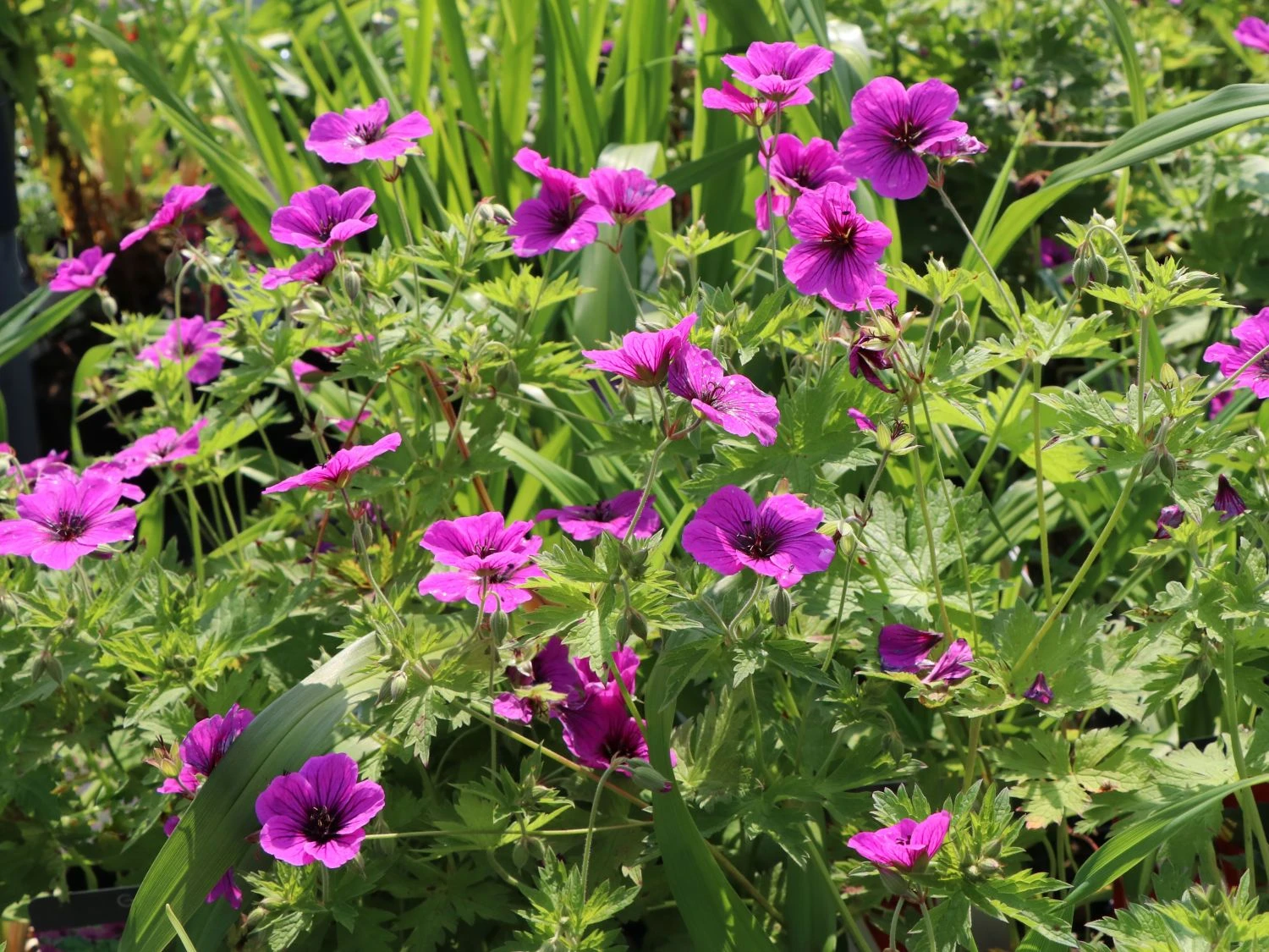 Storchschnabel 'JS Matu Vu' 12 Storchschnabel 'JS Matu Vu' – Bild 10